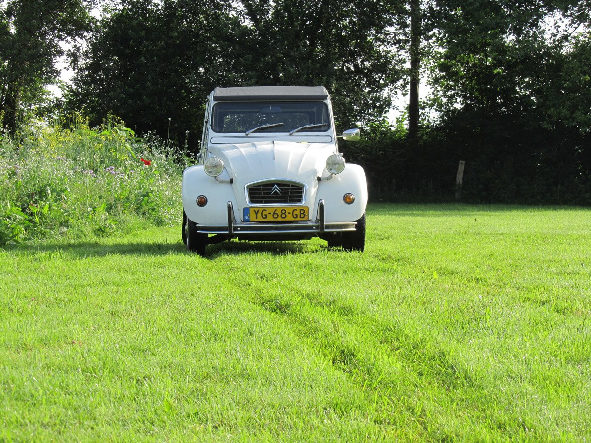Witte Zwaan
